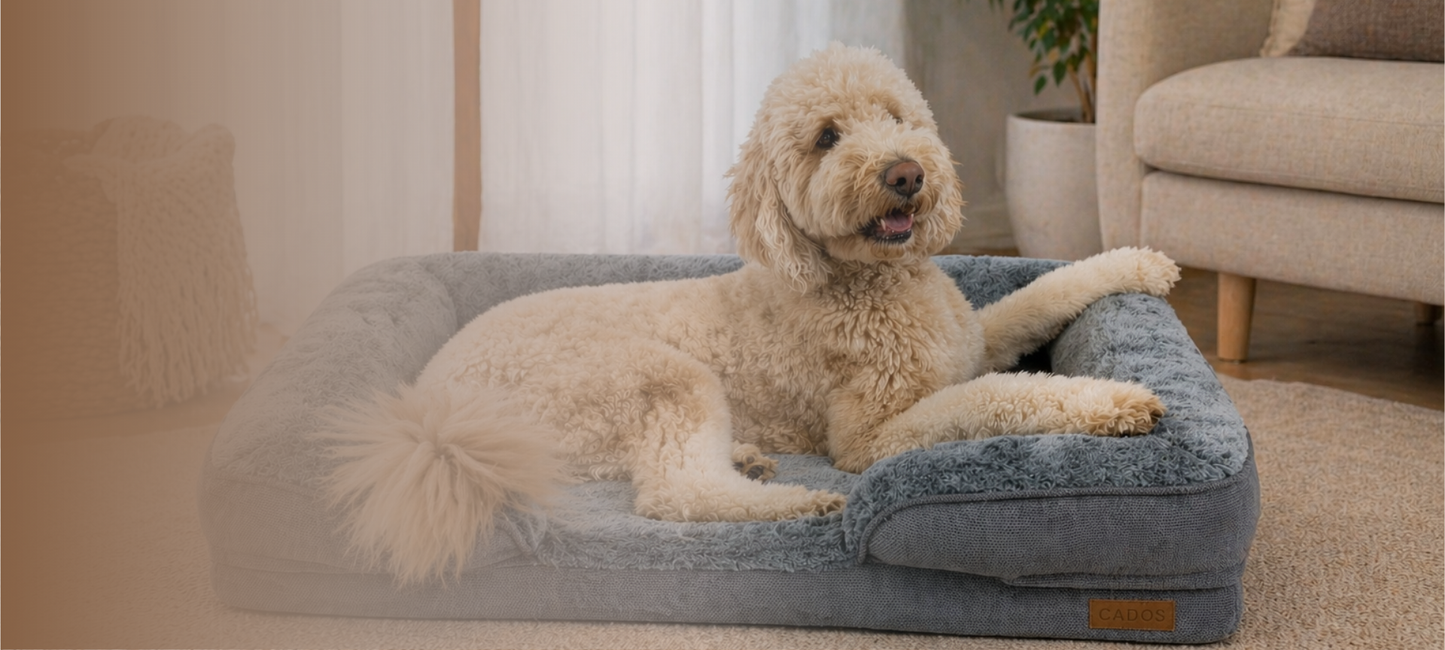 What is the Best Orthopaedic Dog Bed?